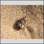 Shell of a bittle