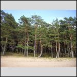 The pine trees forest